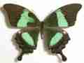 Papilio daedalus Marinduque Is. Philippines (left forewing patch) Aberration (Internet Image property of respective owner, non-commercial use only)